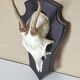 Massacre young deer hunting trophy on dark varnished oak wood crest