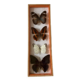 Frames naturalized butterflies taxidermies