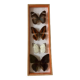 Frames naturalized butterflies taxidermies