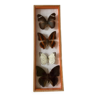 Frames naturalized butterflies taxidermies