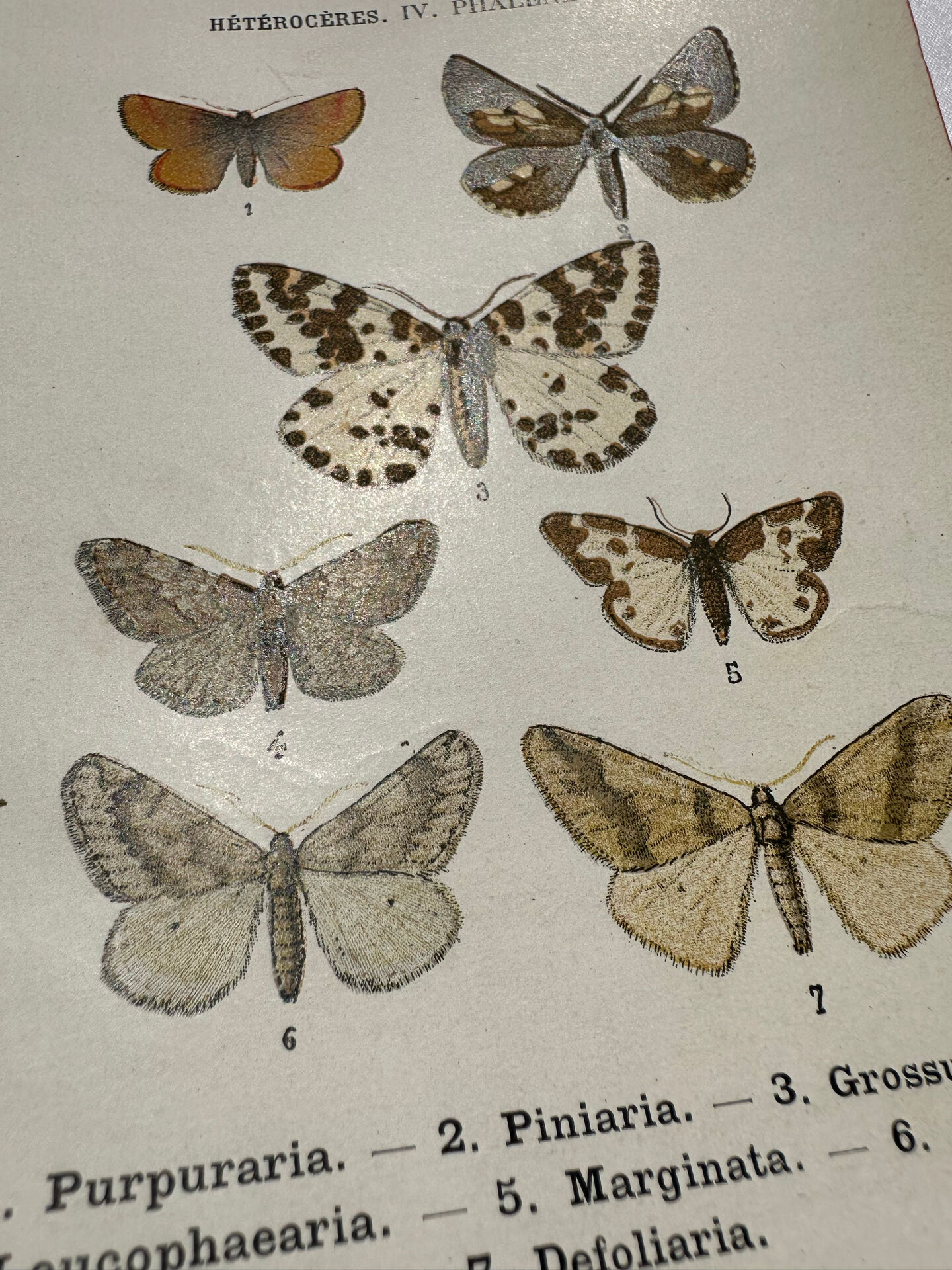 Gravure botanique papillons double face planche naturaliste Eau forte