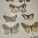 Gravure botanique papillons double face planche naturaliste Eau forte