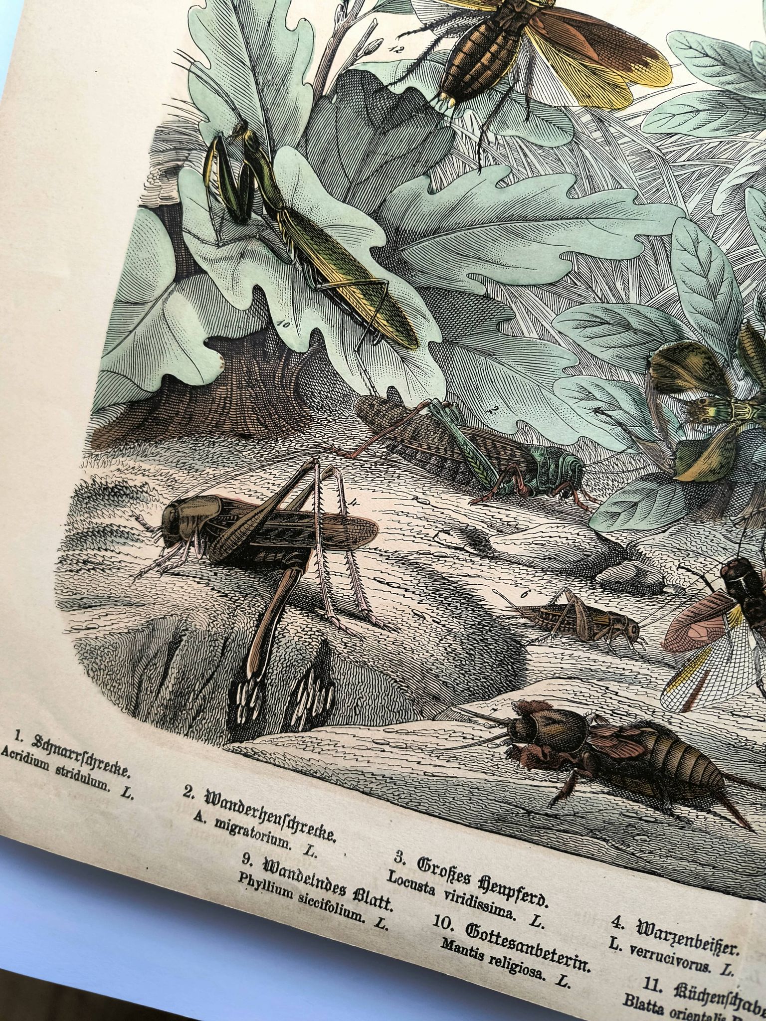 Old engraving from 1886 - Tropical insects and grasshoppers - Lithograph