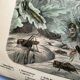 Gravure ancienne de 1886 - Insectes tropicaux et sauterelles - Lithographie