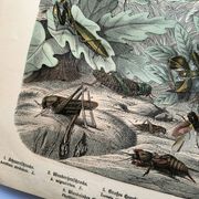 Old engraving from 1886 - Tropical insects and grasshoppers - Lithograph