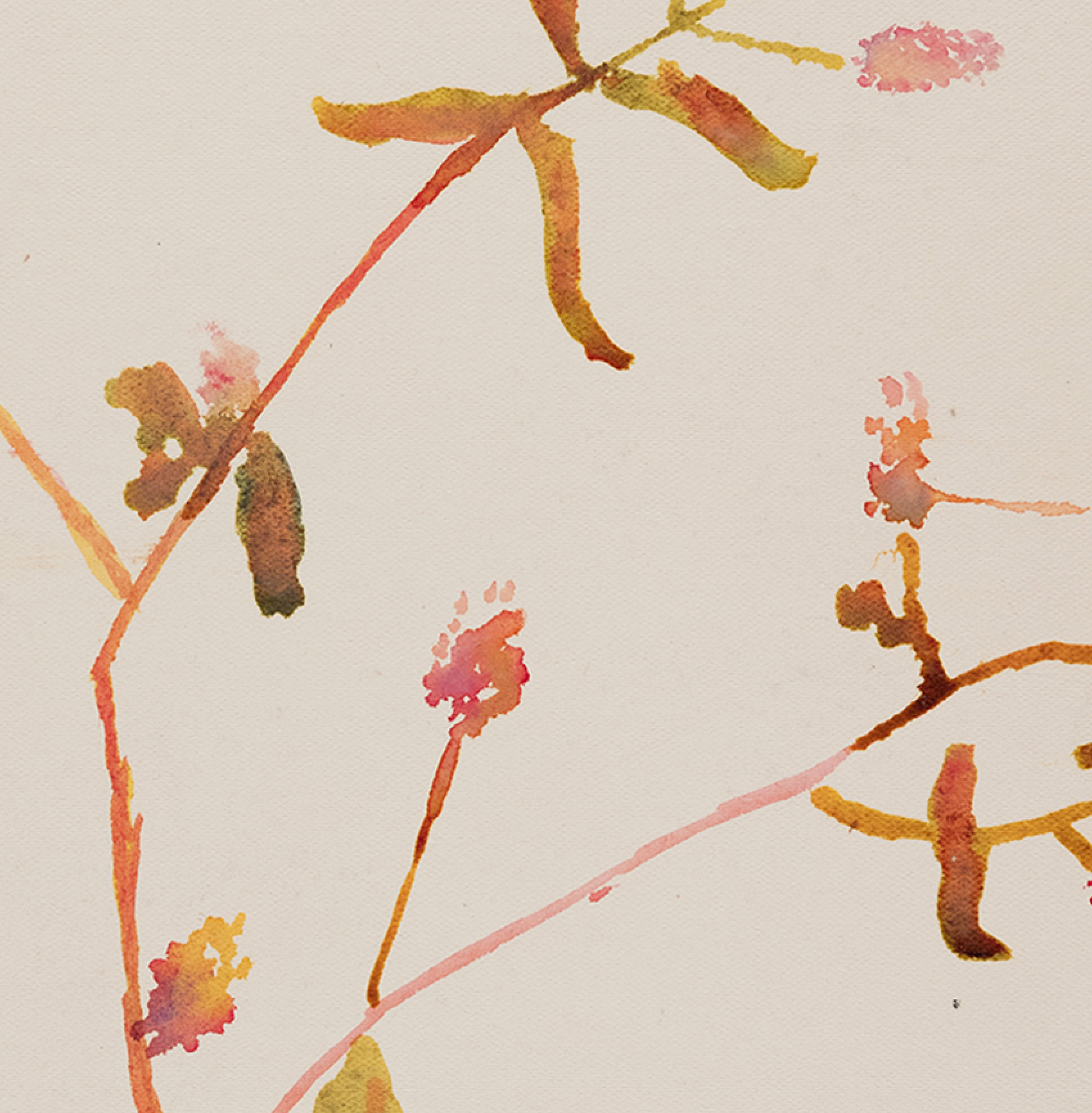 Watercolor illustration flowers
