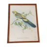 Bird lithograph