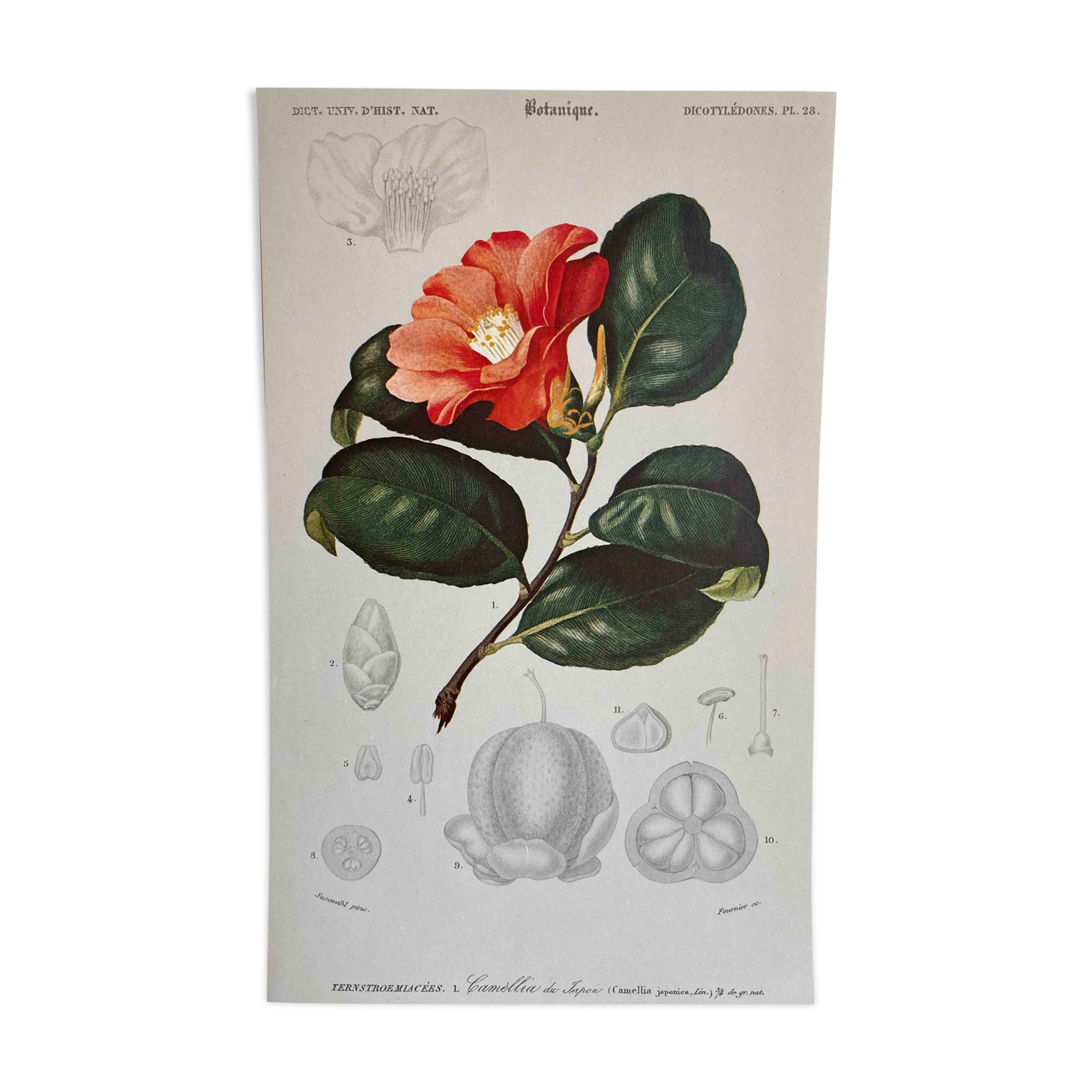 Camélia botanical board