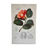 Camélia botanical board