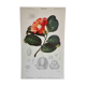 Camélia botanical board