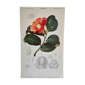 Camélia botanical board