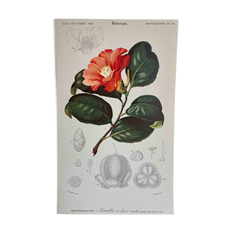 Camélia botanical board