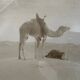 Panoramic photograph of the ancient Sahara A. Bougault around 1900 – Framed