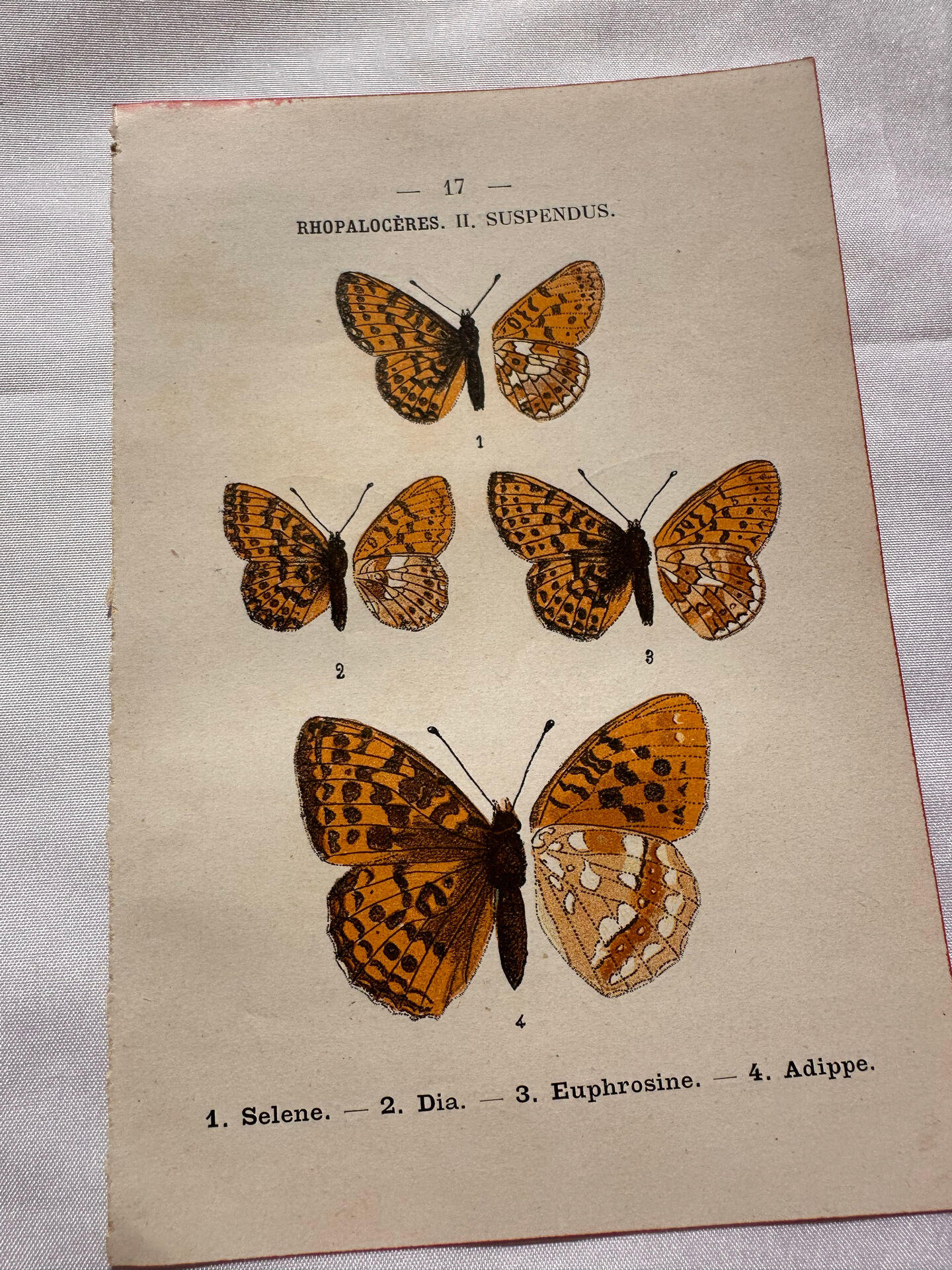 Botanical Plate 1800 Old naturalist engraving 19th century double-sided