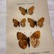 Botanical Plate 1800 Old naturalist engraving 19th century double-sided