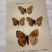 Planche Botanique 1800 Gravure naturaliste ancienne 19eme recto verso