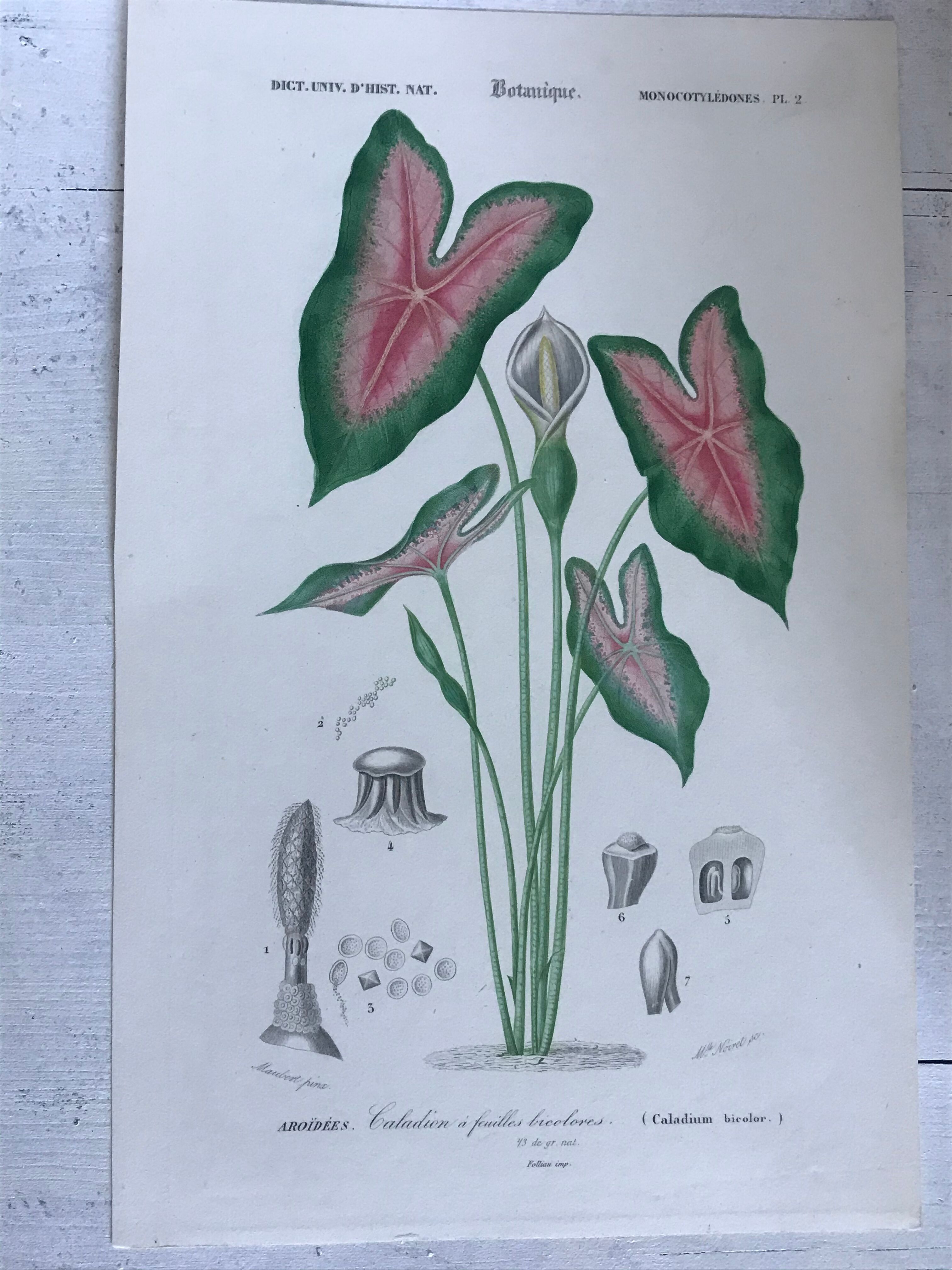 Trio of 19th-century botanical engravings