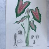 Trio of 19th-century botanical engravings