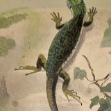 Original zoological plate of 1839 " the green lizard & the porte-crée "