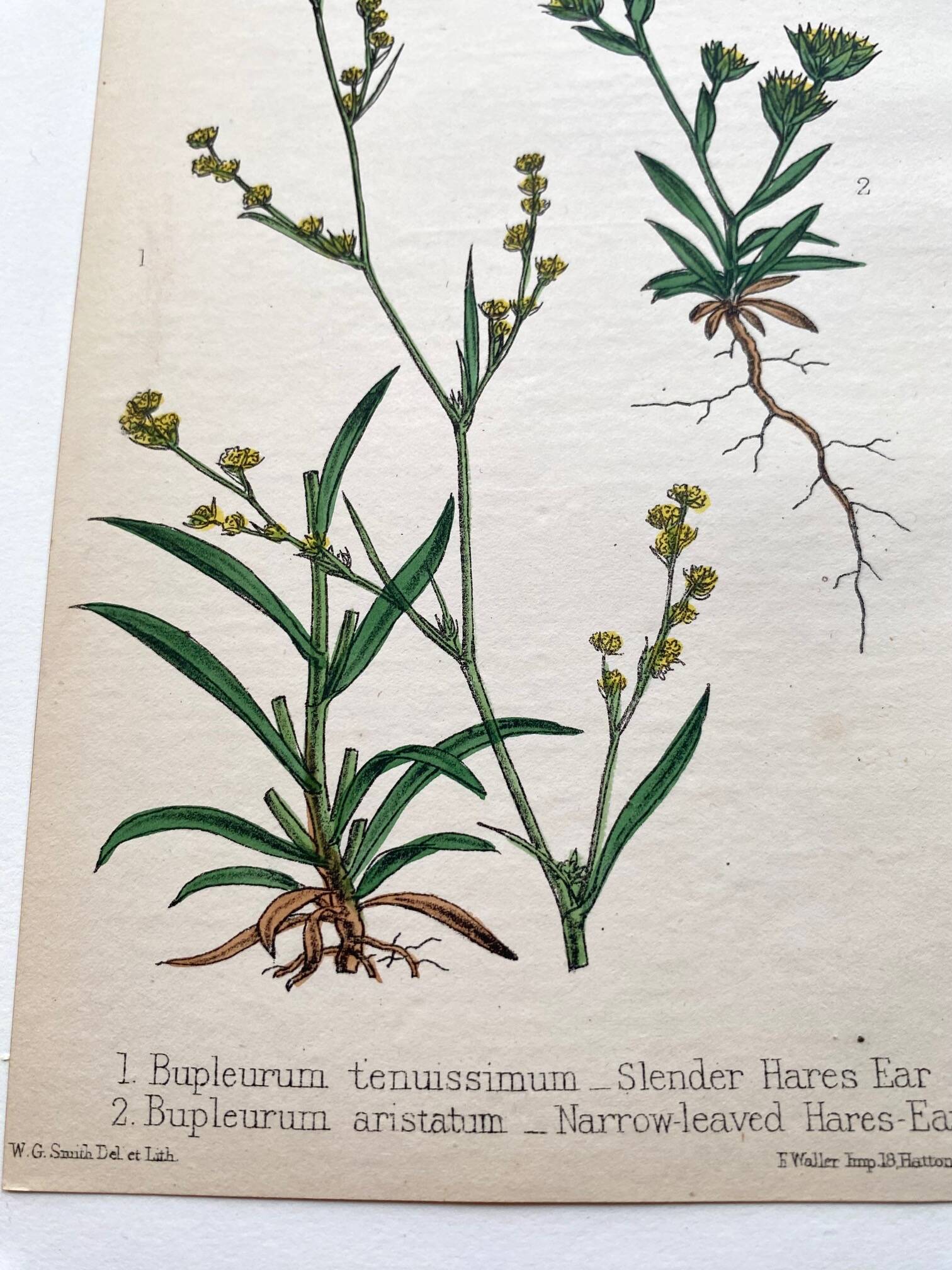 Botanical plates 1878, Ed. London