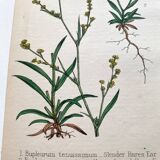 Botanical plates 1878, Ed. London