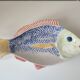 Plat poisson barbotine