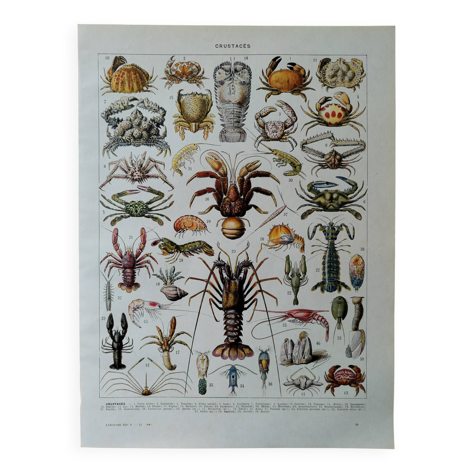 Original lithograph on crustaceans
