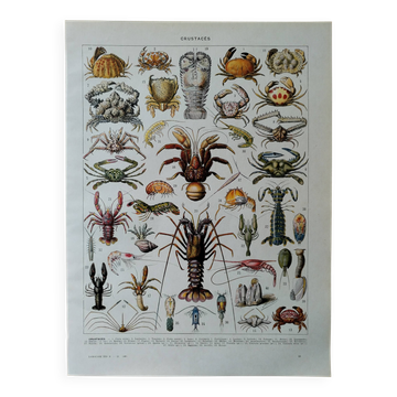 Original lithograph on crustaceans