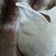 Jug in earthenware 1 l 400