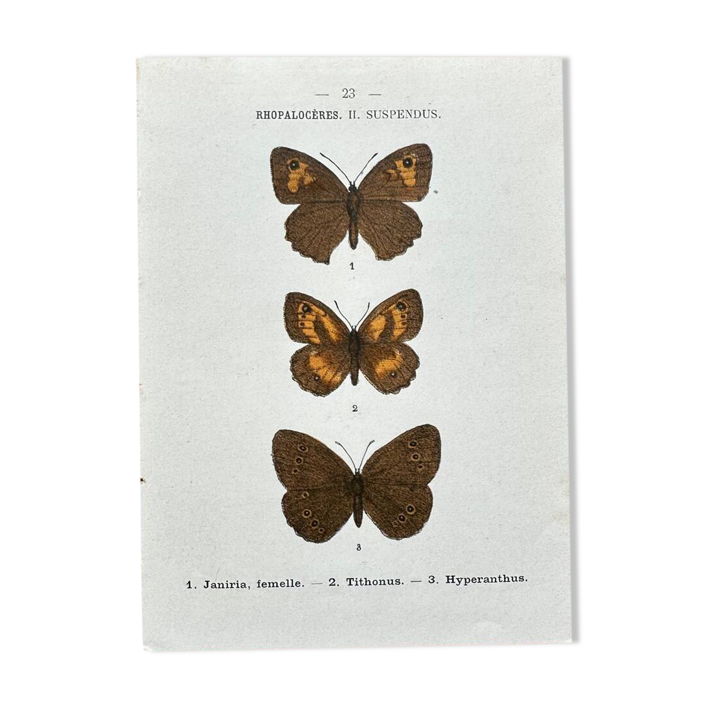 Gravure botanique, planche naturaliste ancienne papillons
