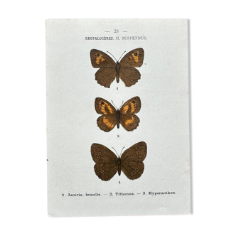 Botanical engraving, old naturalist plate of butterflies