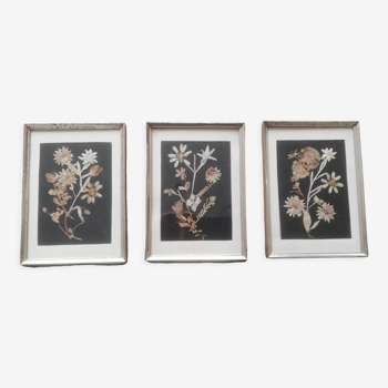 3 vintage frames