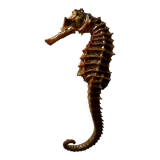 Hippocampe seché