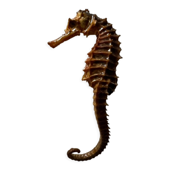Dry seahorse