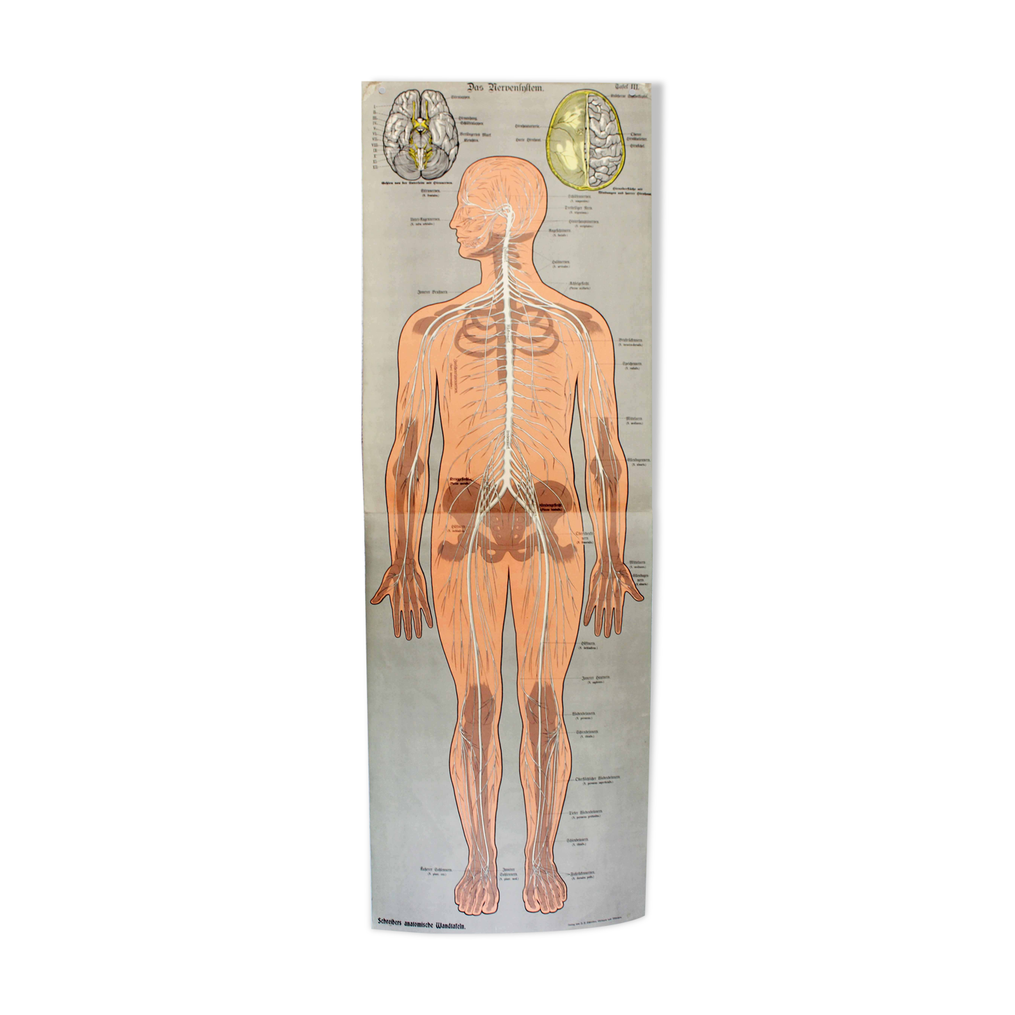 Old anatomy illustration of the nineteenth century