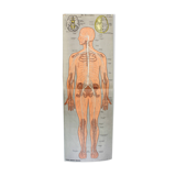 Ancienne illustration d'anatomie du XIXeme
