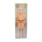 Old anatomy illustration of the nineteenth century