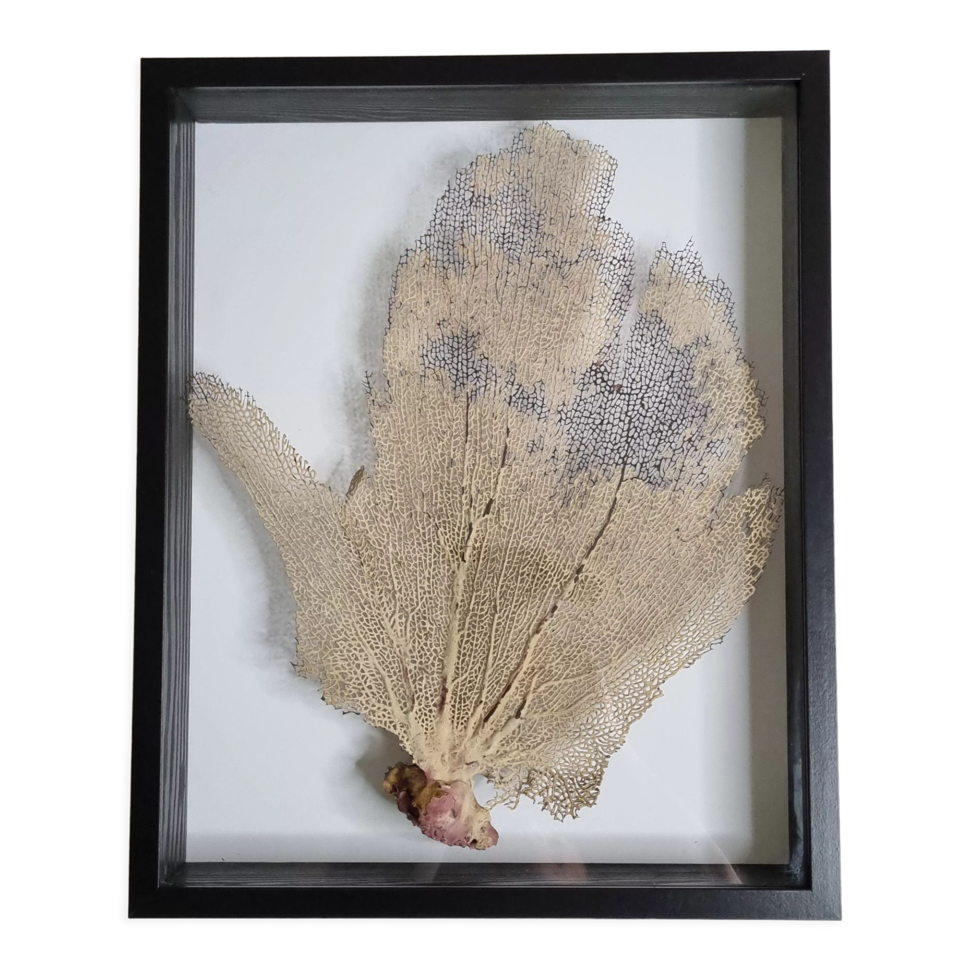 Coral branch old fan, under glass, 50 cm