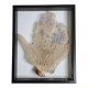 Coral branch old fan, under glass, 50 cm