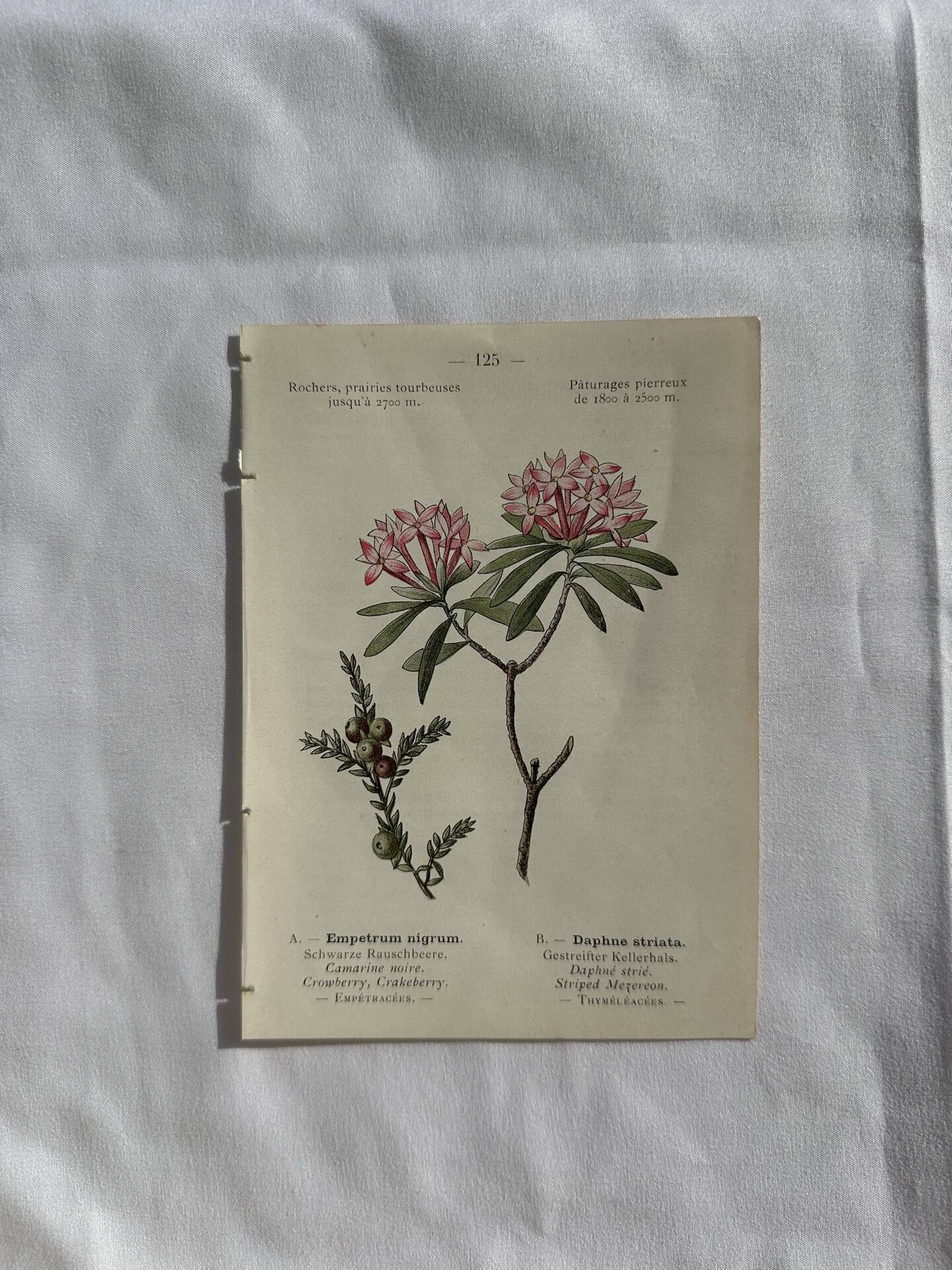 Naturalist Plate – 19th Century Botanical Engraving, Double-Sided