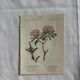 Naturalist Plate – 19th Century Botanical Engraving, Double-Sided