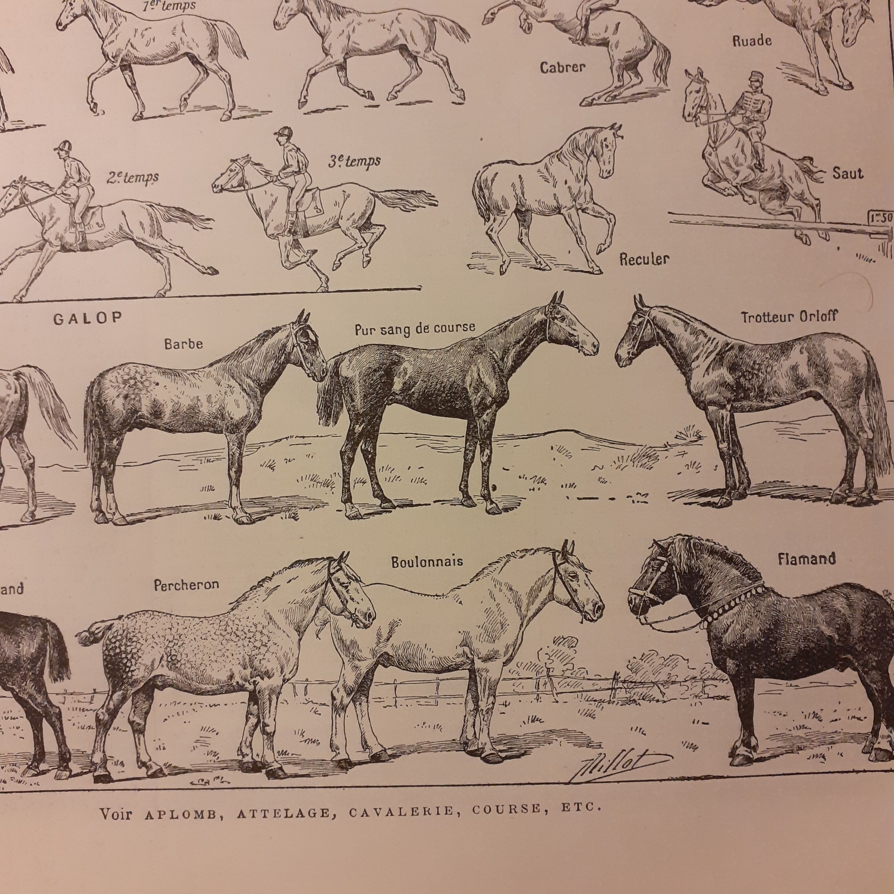 Lithographie sur le cheval de 1922