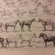 Lithographie sur le cheval de 1922