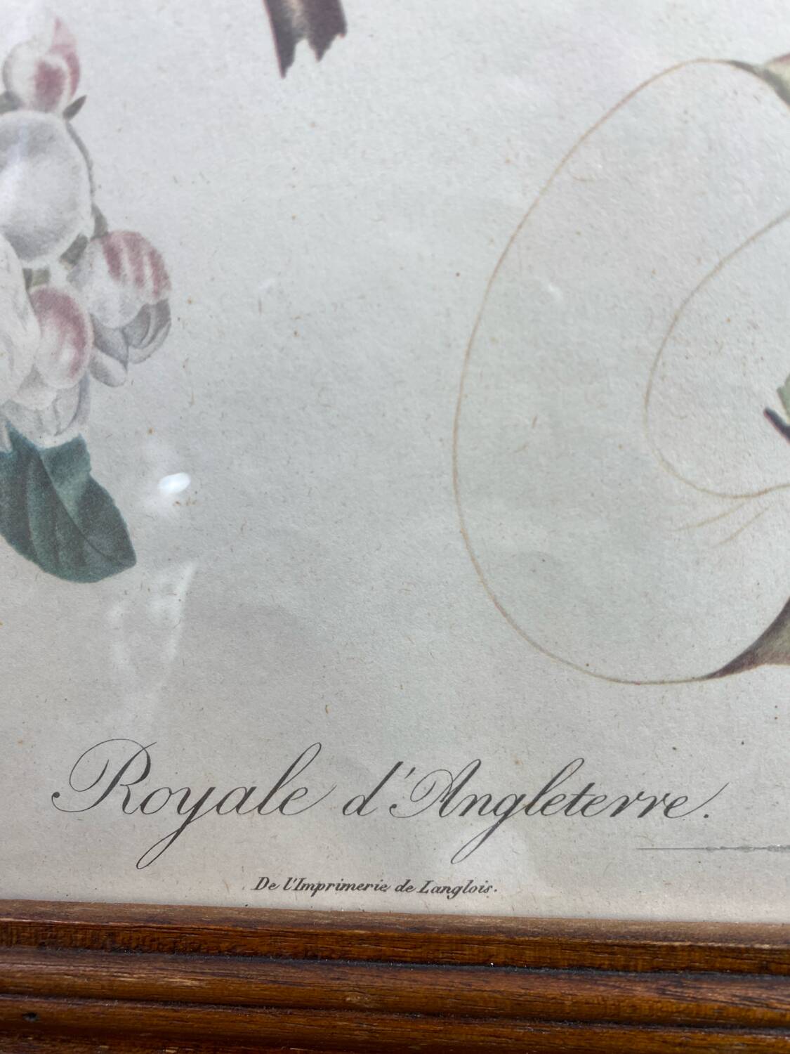 Affiche botanique Langlois encadrée