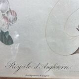 Affiche botanique Langlois encadrée