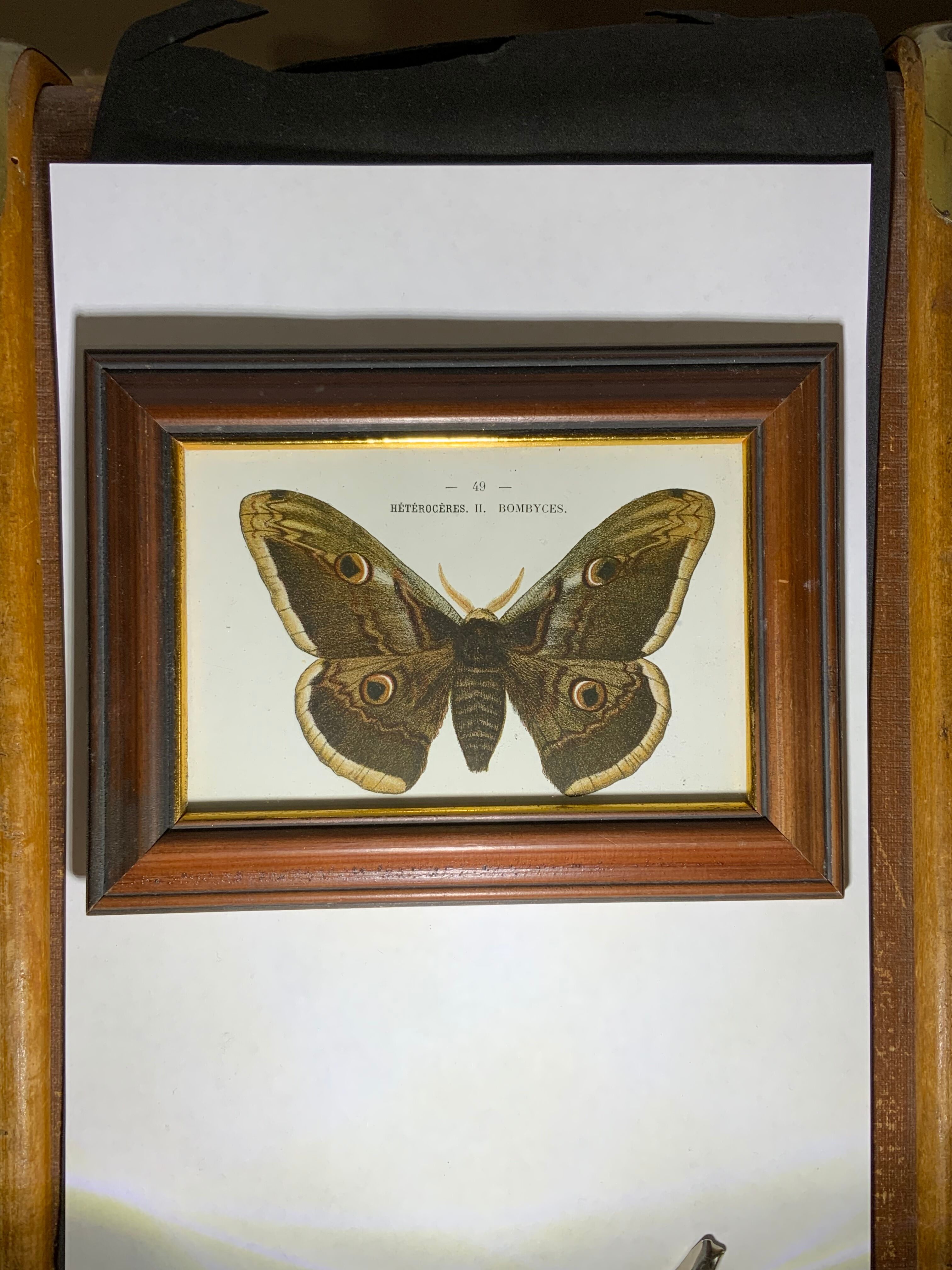 Ancient botanical engraving butterfly framed 1900 G Denise