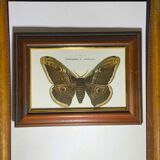 Ancient botanical engraving butterfly framed 1900 G Denise