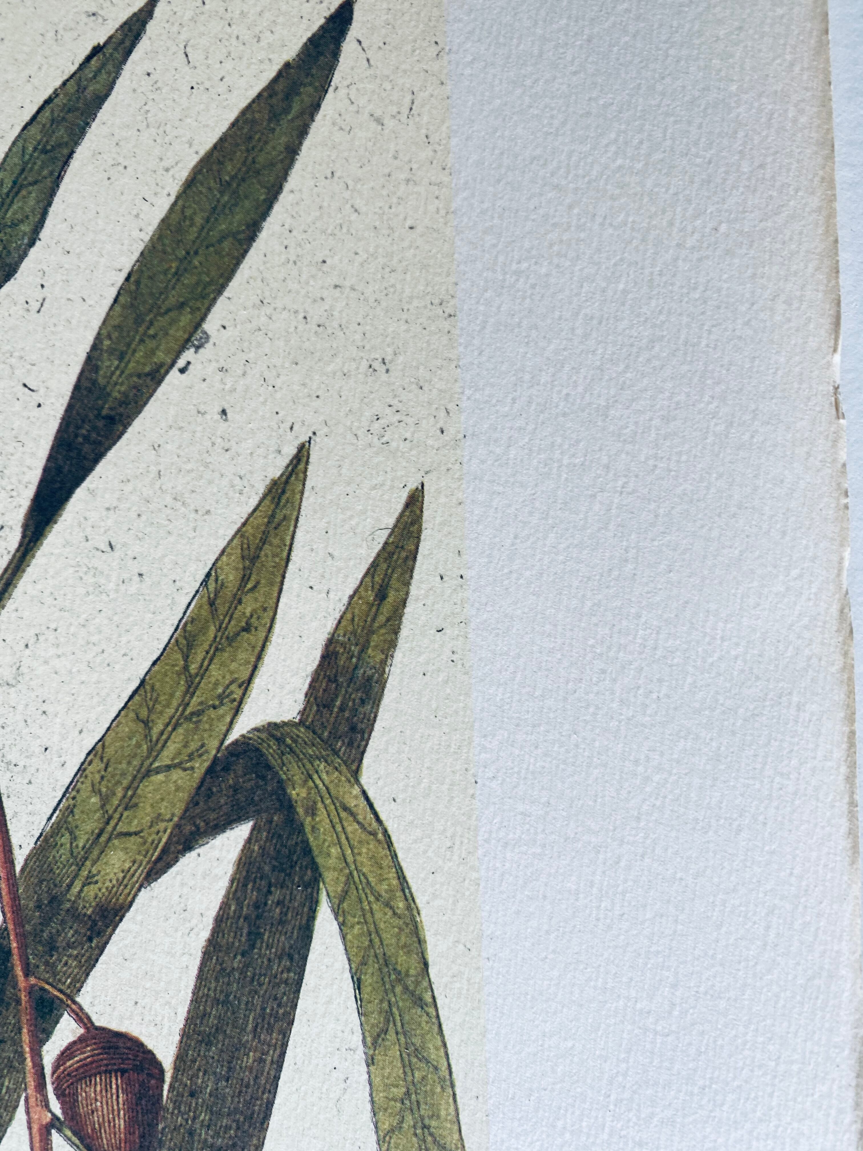 Ancient ornithological engraving, green peak