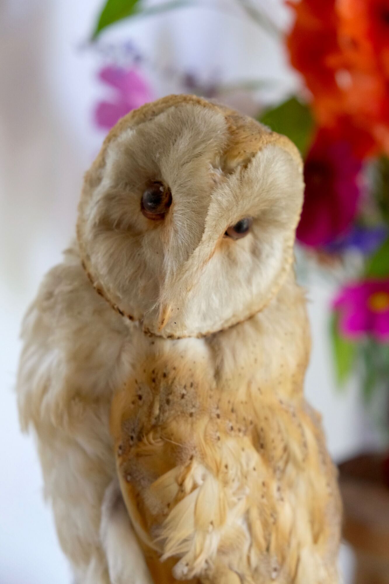 Taxidermy owl owl naturalized from the 70s