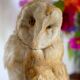 Taxidermy owl owl naturalized from the 70s